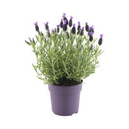 Schopflavendel "Anouk"