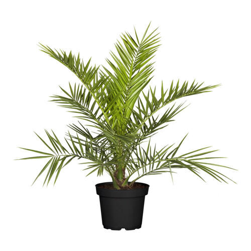 Zimmerpflanze "Grünaldum cimmericum"