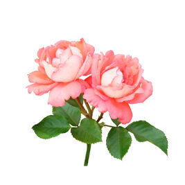 English Roses "David Austin"